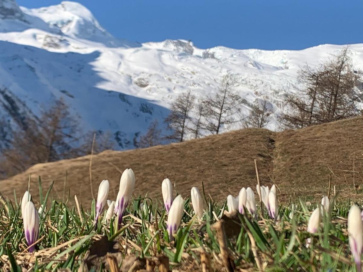 Chalet Birkhahn Saas-Fee Zewnętrze zdjęcie